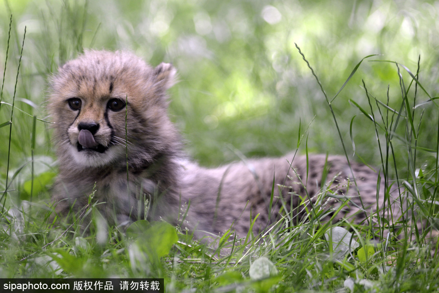 捷克動(dòng)物園內(nèi)小獵豹首次隨媽媽外出 軟萌可愛(ài)