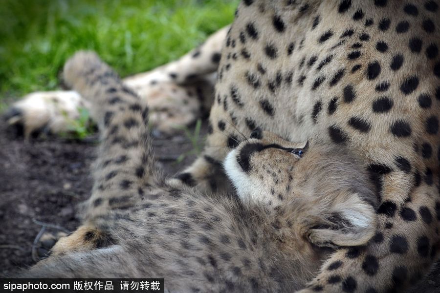 捷克動物園內小獵豹首次隨媽媽外出 軟萌可愛
