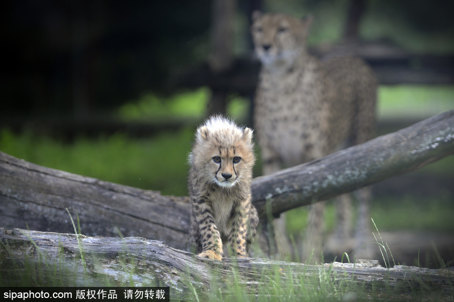 捷克動(dòng)物園內(nèi)小獵豹首次隨媽媽外出 軟萌可愛