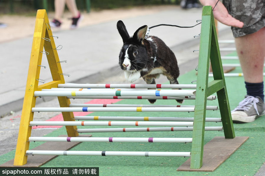 萌殺你的兔子！看德國“Kaninhop兔子障礙賽”上的運動健兒們