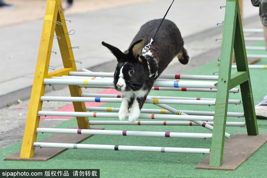 萌殺你的兔子！看德國“Kaninhop兔子障礙賽”上的運動健兒們