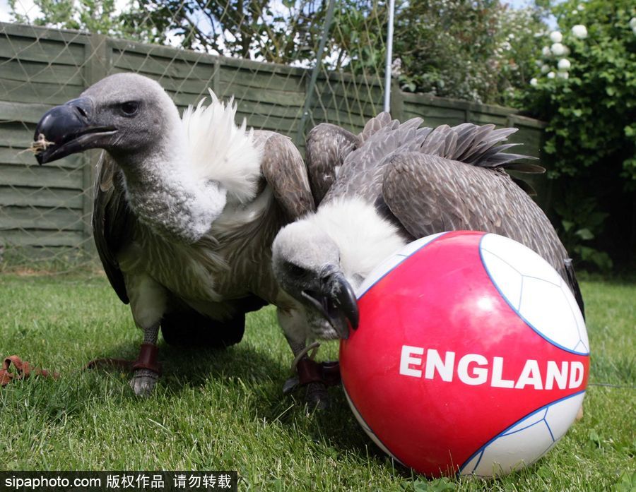原來神奇的動物在這里！盤點動物界玩轉體育的異能高手
