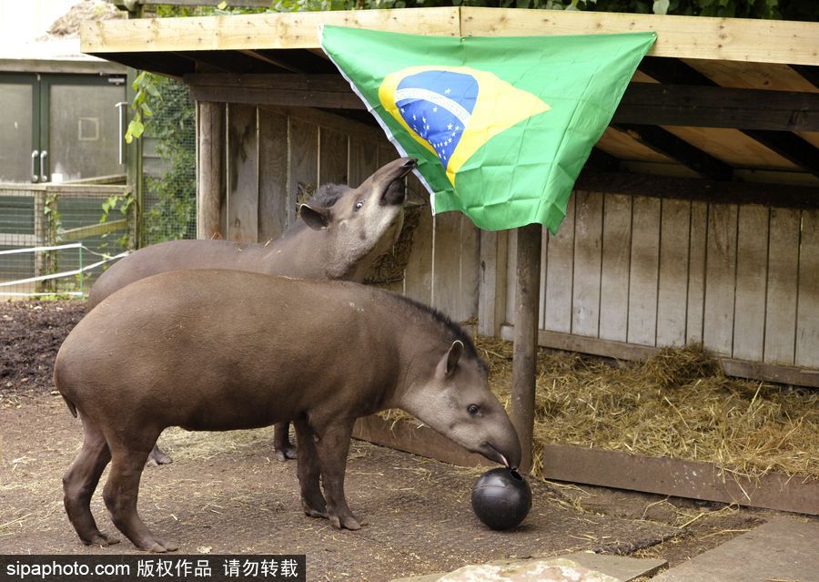 原來(lái)神奇的動(dòng)物在這里！盤點(diǎn)動(dòng)物界玩轉(zhuǎn)體育的異能高手