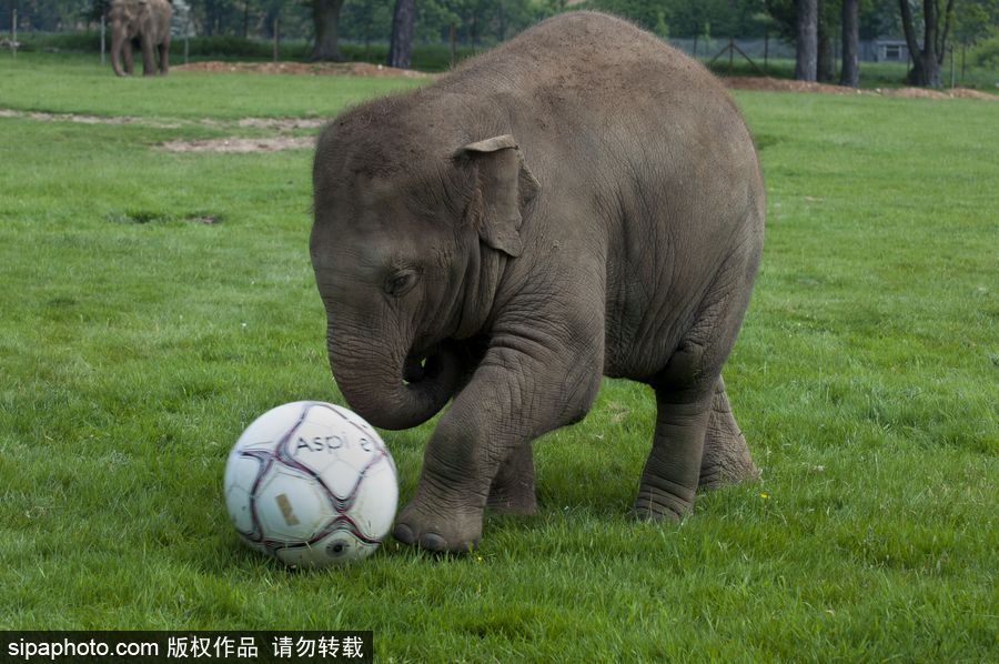 原來神奇的動物在這里！盤點動物界玩轉(zhuǎn)體育的異能高手