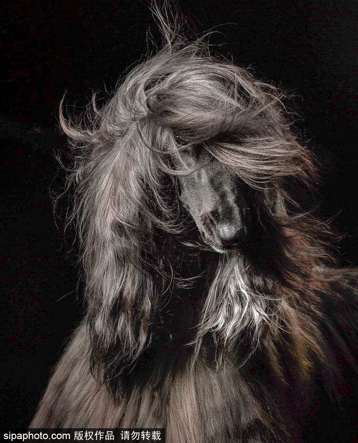 人類最好的朋友 英國(guó)年度狗狗攝影師獲獎(jiǎng)作品