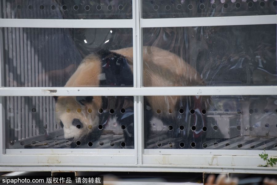 中國大熊貓“夢夢”“嬌慶”抵達(dá)德國柏林 時隔五年德民眾再迎大熊貓