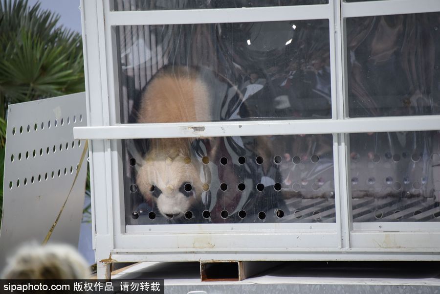中國大熊貓“夢夢”“嬌慶”抵達德國柏林 時隔五年德民眾再迎大熊貓