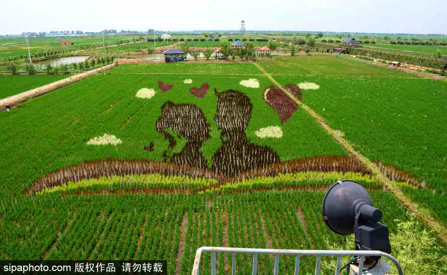 沈陽：稻田畫迎來最佳觀賞期 色彩艷麗震撼壯觀美翻了