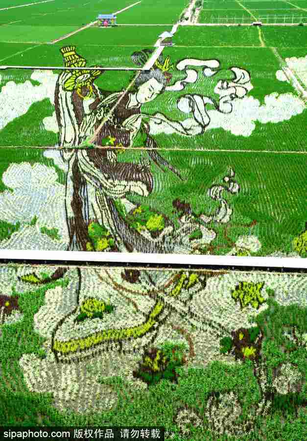 沈陽(yáng)：稻田畫(huà)迎來(lái)最佳觀賞期 色彩艷麗震撼壯觀美翻了