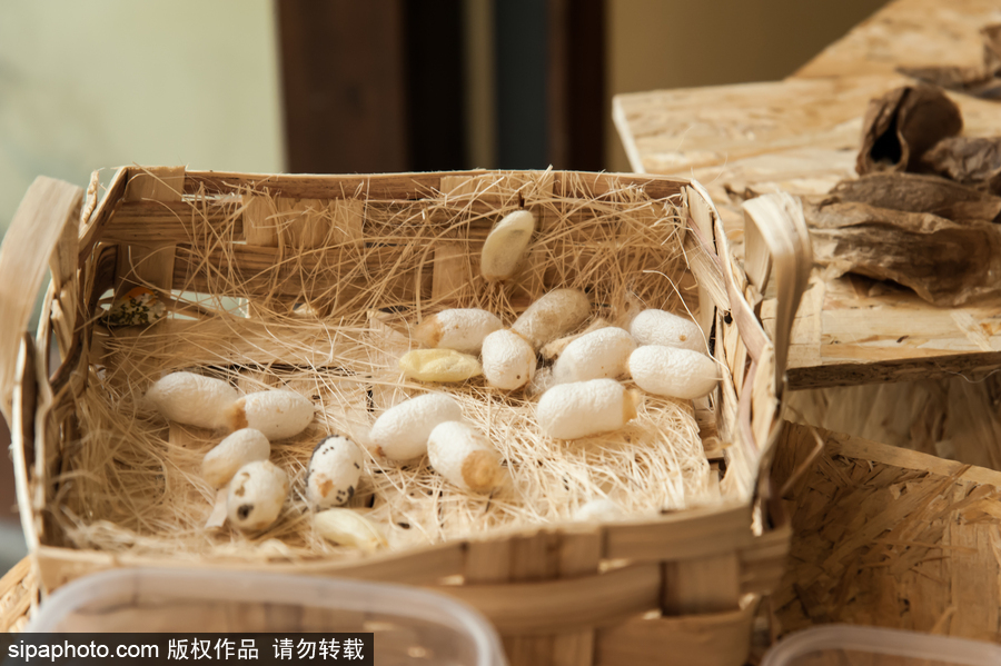 意大利舉辦蝴蝶展 完美詮釋蝴蝶發育四個階段