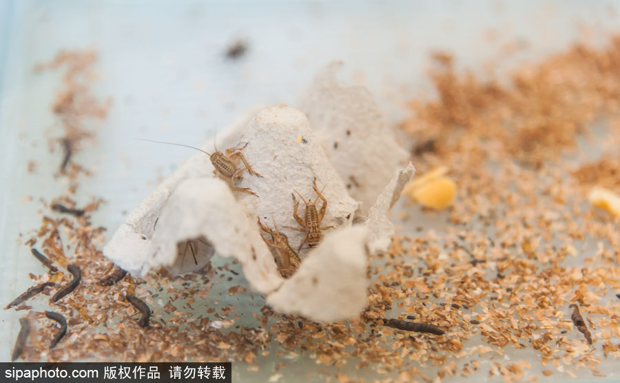 意大利舉辦蝴蝶展 完美詮釋蝴蝶發(fā)育四個(gè)階段