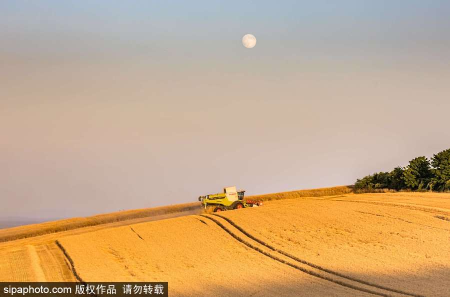 真正的金色麥浪 法國勃艮第小麥?zhǔn)斋@季