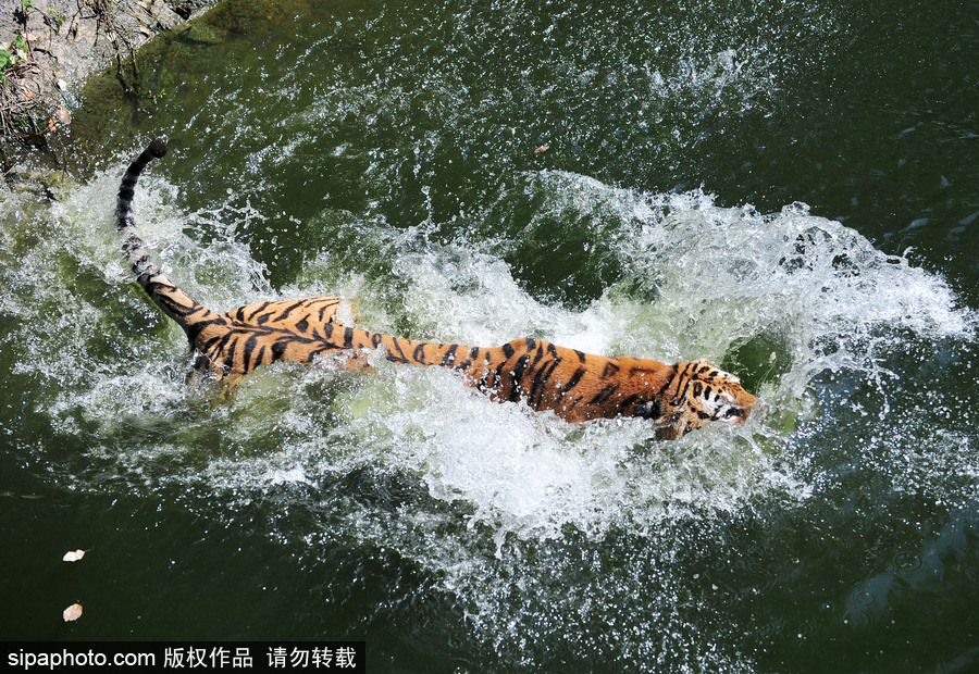動物也瘋狂！炎炎夏日動物解暑降溫也賣萌