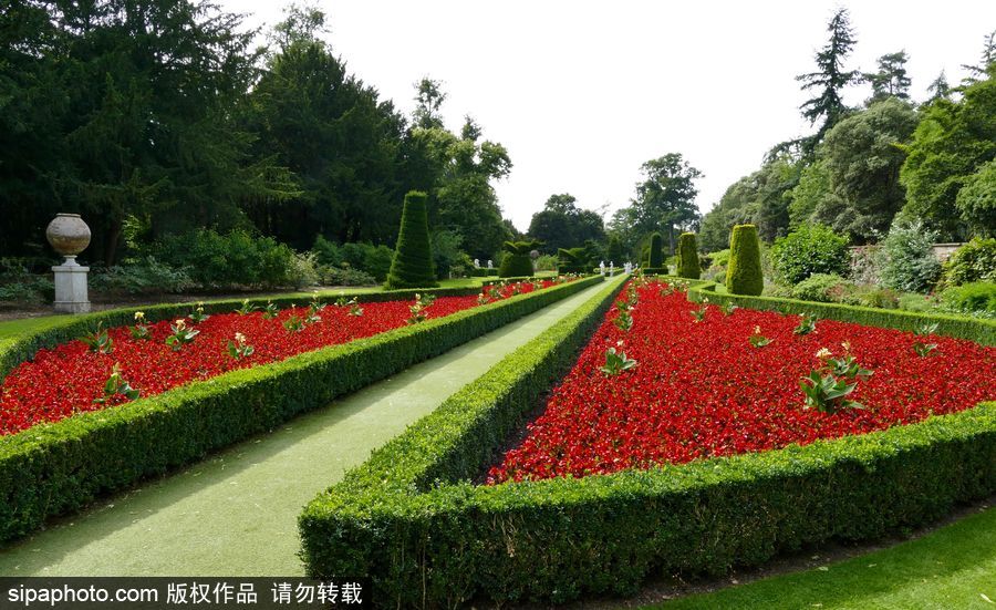 永不凋謝的鮮花 英國克萊夫登莊園內(nèi)現(xiàn)蠟質(zhì)秋海棠