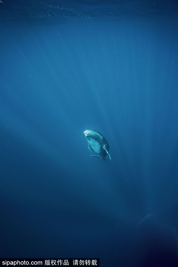 來自海洋深處的震撼力 湯加海底世界絕美大片