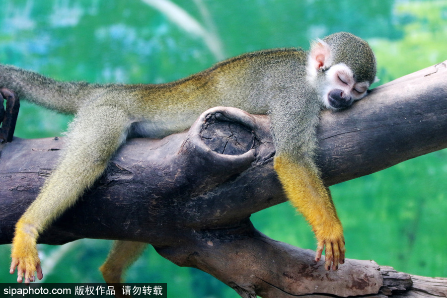 鄭州：動(dòng)物避暑各出奇招 啃冰泡澡吃瓜無所不能