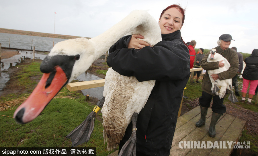 英國：白天鵝大“派對” 匯聚飼養(yǎng)場場面十分壯觀