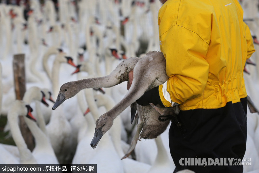 英國：白天鵝大“派對” 匯聚飼養場場面十分壯觀