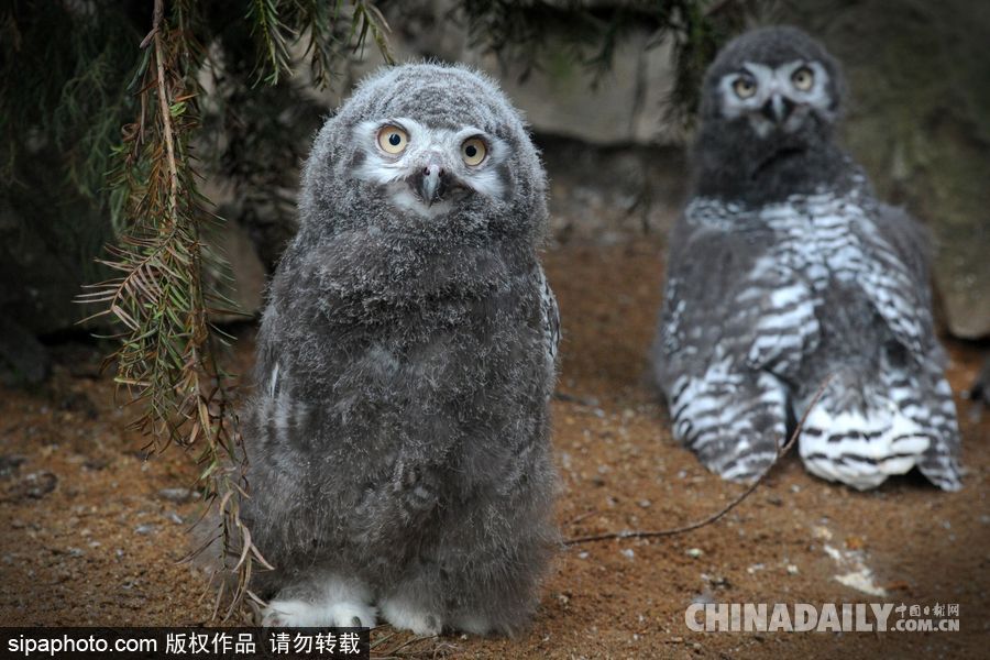 捷克：自帶“霸氣”的小雪鸮 眼神犀利呆萌可愛(ài)