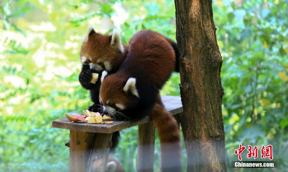 武漢持續(xù)晴熱高溫 動(dòng)物避暑萌態(tài)盡顯