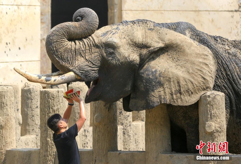 武漢持續晴熱高溫 動物避暑萌態盡顯