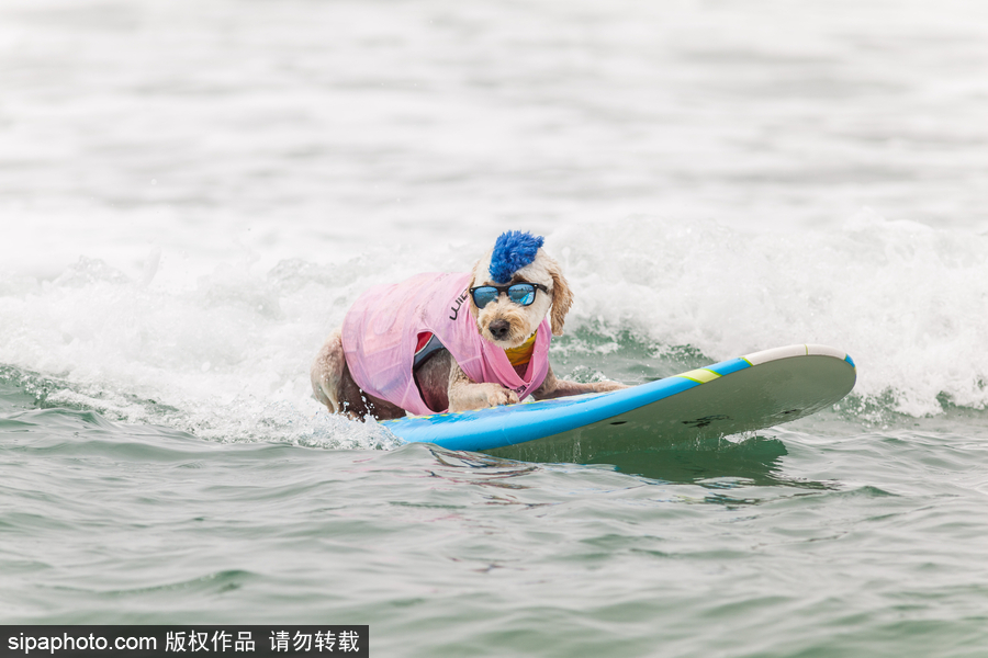 狗狗也沖浪！實拍美國加州小狗沖浪瞬間 妙趣橫生萌態(tài)十足