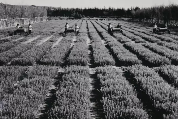 英國(guó)小哥到河北塞罕壩避暑，竟意外收獲了一個(gè)美麗的故事丨好運(yùn)中國(guó)