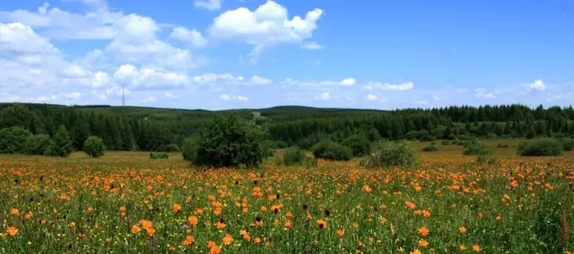 英國(guó)小哥到河北塞罕壩避暑，竟意外收獲了一個(gè)美麗的故事丨好運(yùn)中國(guó)