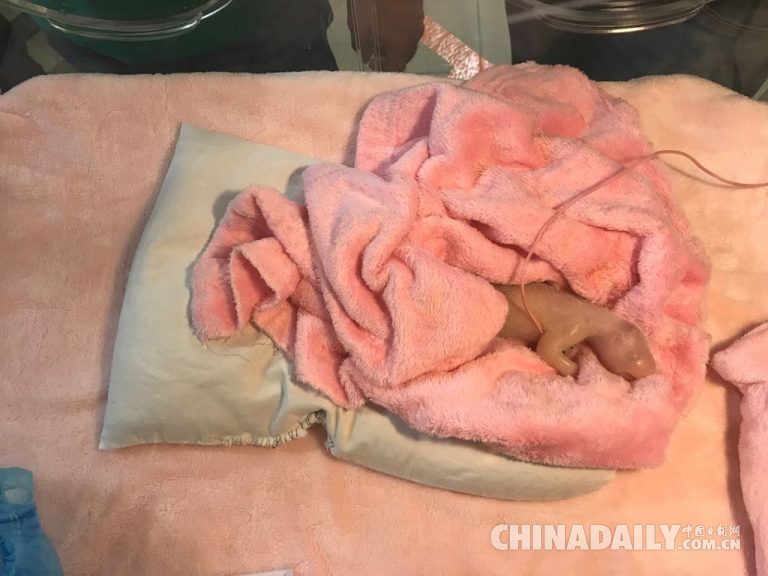 旅居法國熊貓產雙胞胎 一只存活狀態(tài)很好