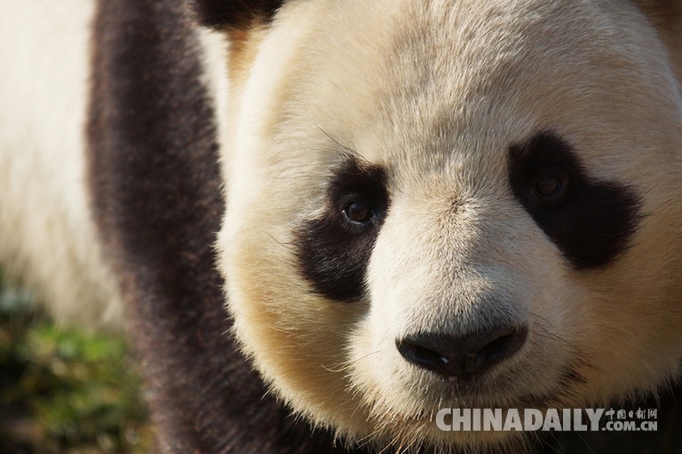 旅居法國熊貓產雙胞胎 一只存活狀態很好