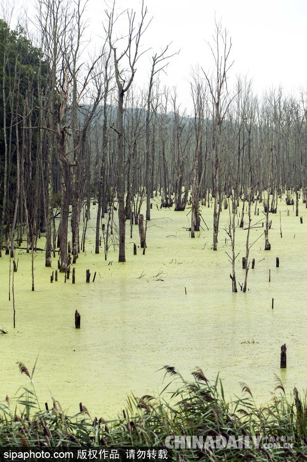 美國紐堡藍綠藻類泛濫成災 河水散發惡臭