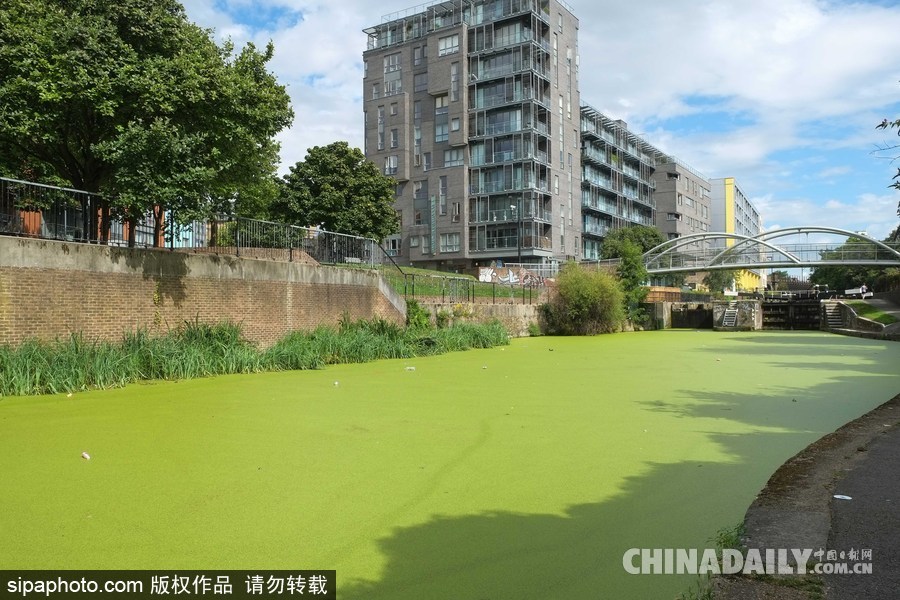 倫敦最古老運(yùn)河 覆蓋厚厚綠藻觸目驚心