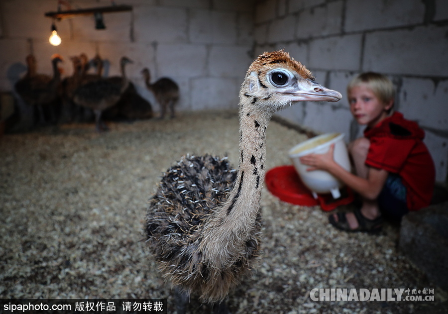 俄羅斯村莊里的“澳大利亞農場” 充滿田園自然風情