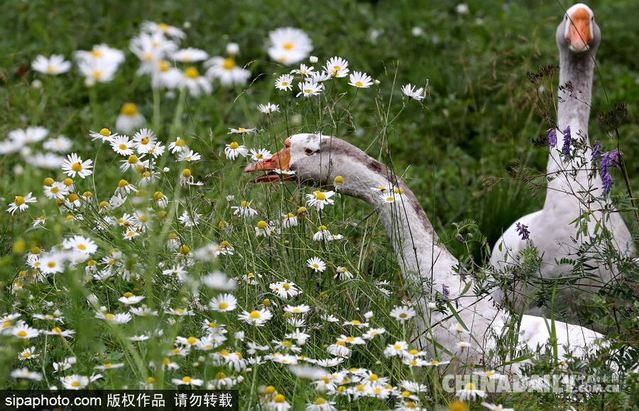 俄羅斯村莊里的“澳大利亞農場” 充滿田園自然風情