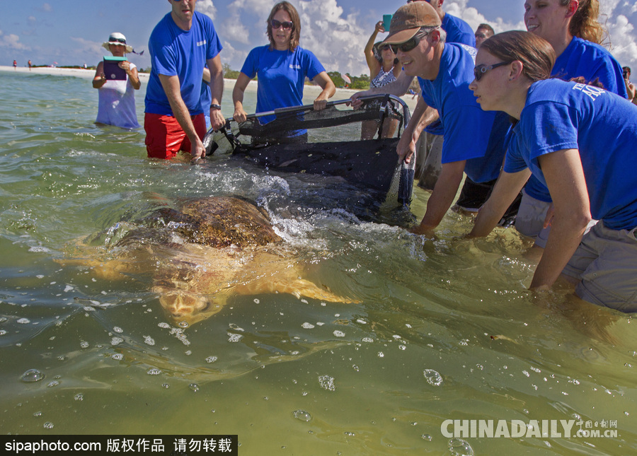 美國一紅海龜接受康復治療后回歸大自然