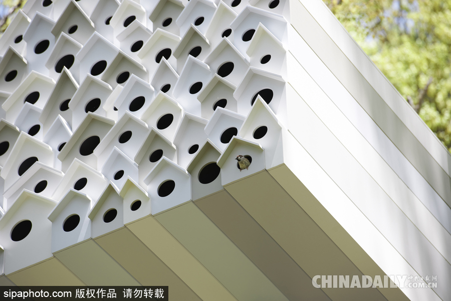 令人驚嘆！日本建筑公司筑起共享樹屋 人類可與鳥兒在屋內(nèi)同住