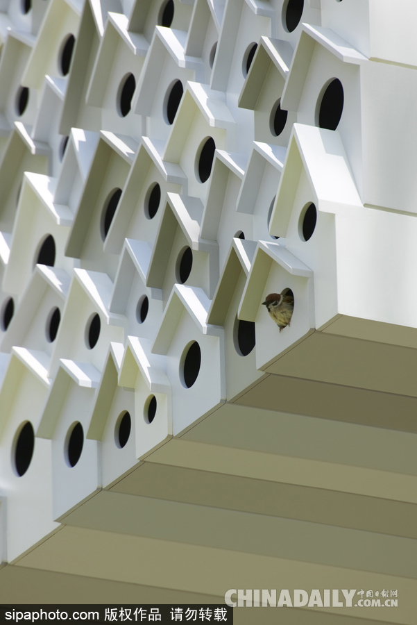 令人驚嘆！日本建筑公司筑起共享樹屋 人類可與鳥兒在屋內同住