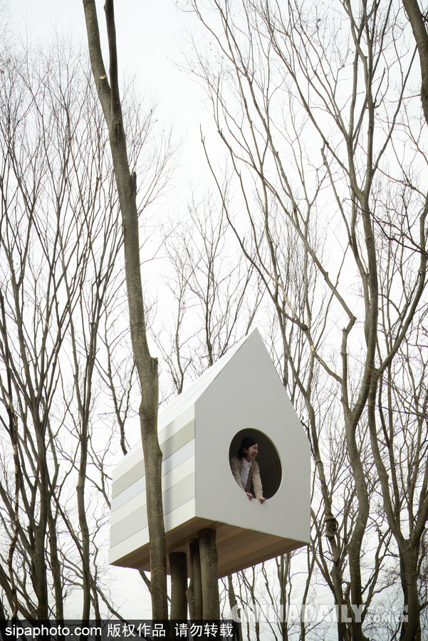 令人驚嘆！日本建筑公司筑起共享樹屋 人類可與鳥兒在屋內同住