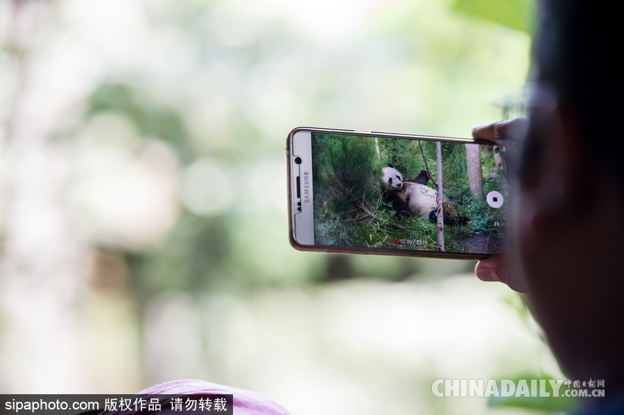 愛(ài)丁堡動(dòng)物園證實(shí)“甜甜”懷孕 期待誕下熊貓寶寶