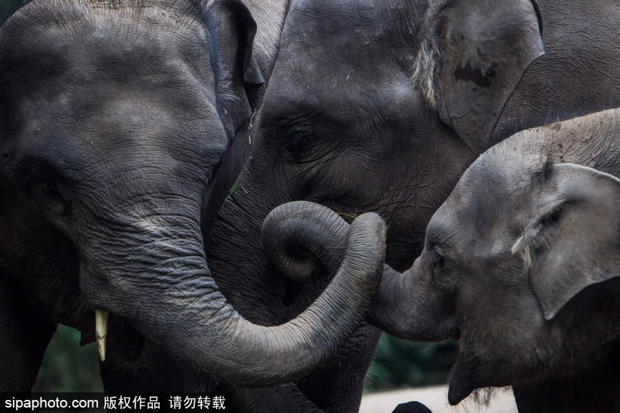 實(shí)拍瀕危物種：野生蘇門答臘象群