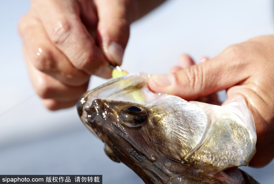 俄羅斯舉行漁船錦標(biāo)賽 伏爾加河上開展捕魚競技