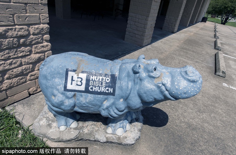 “河馬小鎮(zhèn)”美國(guó)胡托 街頭遍布河馬雕塑