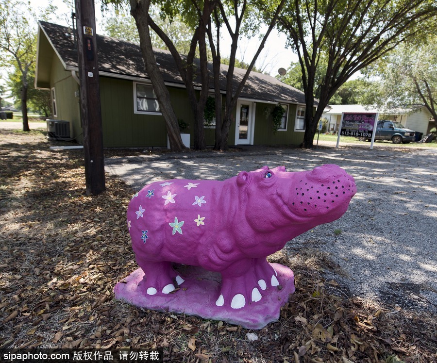 “河馬小鎮”美國胡托 街頭遍布河馬雕塑
