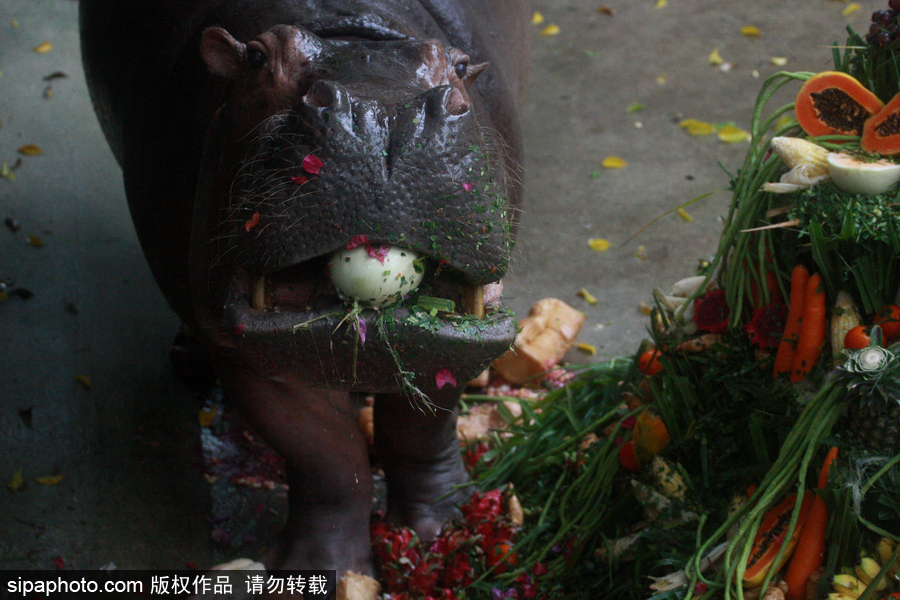 泰國為最長壽河馬“馬里”舉辦51歲生日會(huì) 吃相萌翻游客