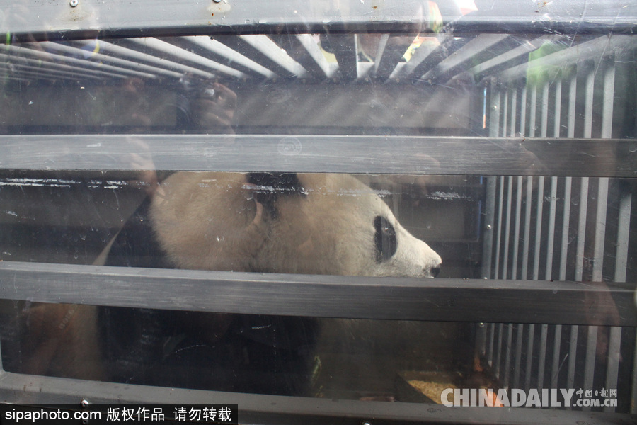 中國大熊貓首次旅居印尼 兩只萌家伙抵達機場受到熱烈歡迎