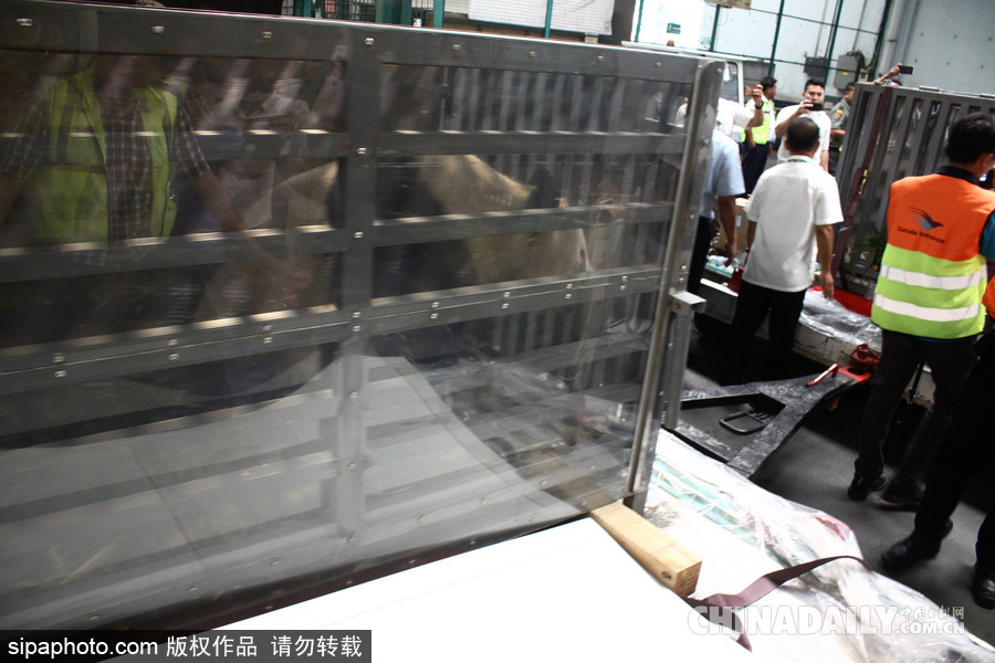 中國大熊貓首次旅居印尼 兩只萌家伙抵達機場受到熱烈歡迎