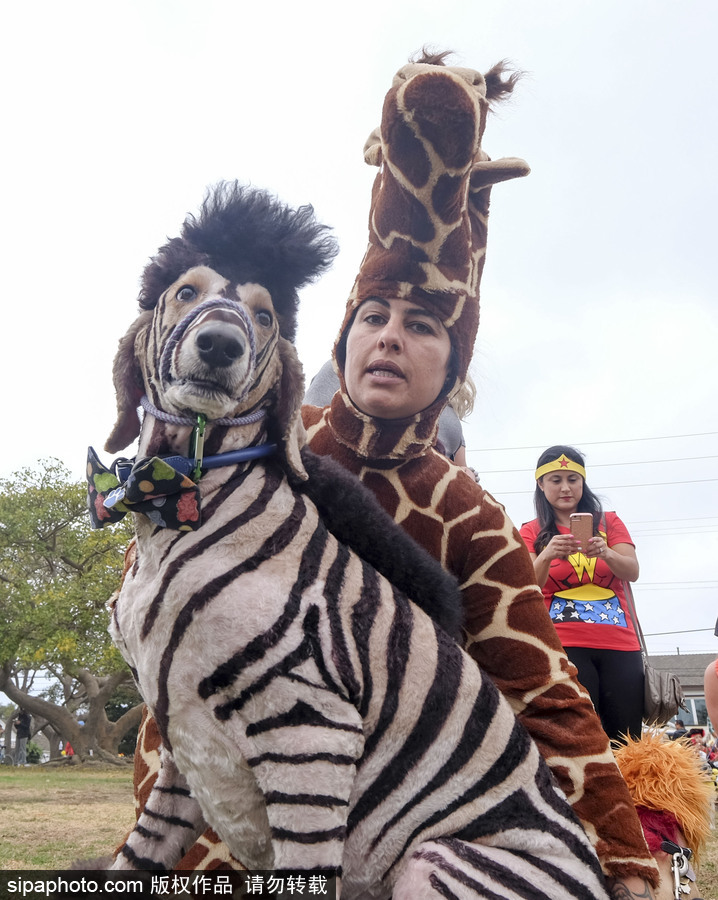 美國洛杉磯萬圣節狗狗大游行開啟 汪星人搞怪變裝逗趣十足