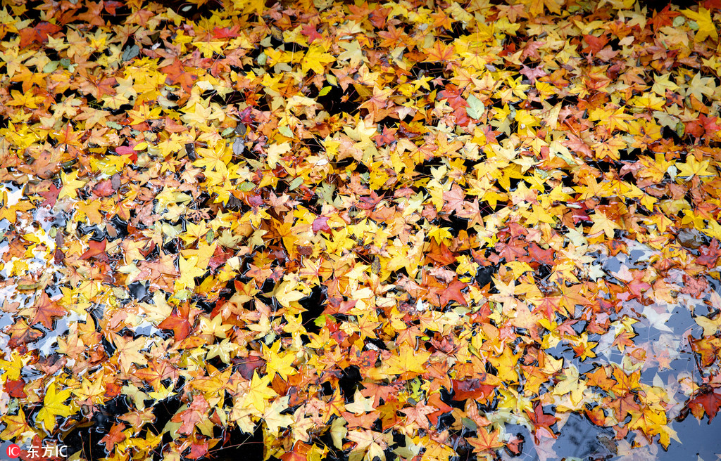 北京香山景區觀紅葉正好 游客絡繹不絕