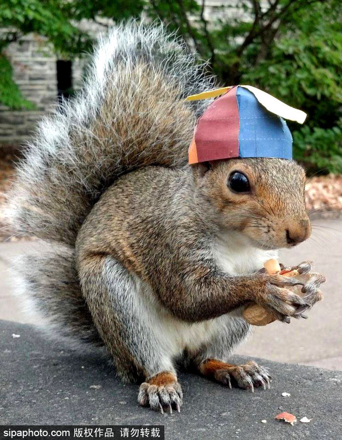 松鼠愛(ài)打扮！ 美國(guó)社交障礙女生擺拍松鼠一夜爆紅