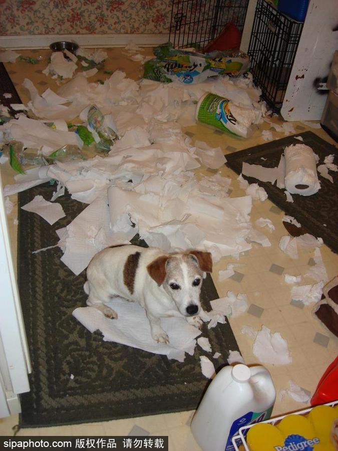 主人的內心是崩潰的！ 盤點寵物破壞大法